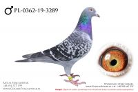 PL-0362-19-3289 - samczyk
