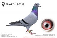 PL-0362-19-3299 - samiczka