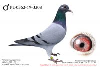 PL-0362-19-3308 - samczyk