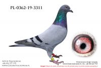 PL-0362-19-3311
