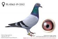 PL-0362-19-3312 - samiczka