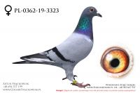 PL-0362-19-3323 - samiczka