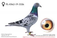 PL-0362-19-3326 - samiczka
