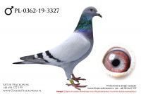 PL-0362-19-3327 - samczyk