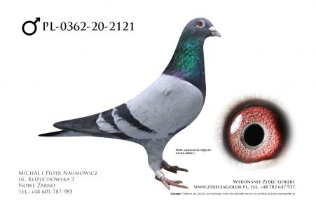 PL-0362-20-2121