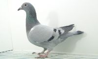 PL-0362-20-2695- Frackowiak Artur