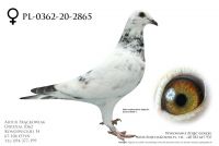 PL-0362-20-2865 - prawdopodobnie samica