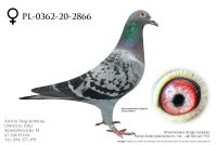 PL-0362-20-2866 - prawdopodobnie samica