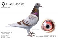 PL-0362-20-2893 - 520, Kleine Dirk, Olimpic Queen 157