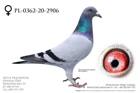 PL-0362-20-2906 - prawdopodobnie samica