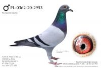 PL-0362-20-2953 - linia Vandenabeele