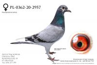 PL-0362-20-2957 - linia Jelle Jellema