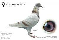 PL-0362-20-2958 - prawdopodobnie samica