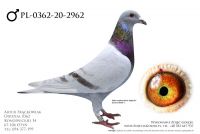 PL-0362-20-2962 - prawdopodobnie samiec