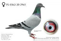 PL-0362-20-2965 - prawdopodobnie samica