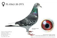 PL-0362-20-2971 - prawdopodobnie samica