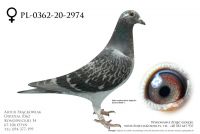 PL-0362-20-2974 - prawdopodobnie samica