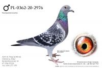 PL-0362-20-2976 - linia Adonisa