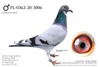 PL-0362-20-3006 - inbred Abrachama x 1 As na WG Kosakowo 2018