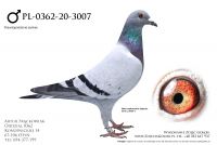 PL-0362-20-3007 - linia Adonisa
