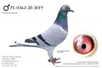 PL-0362-20-3019 - Vandenabeele (Ronaldo, Bliksem) x Prange (520)