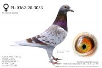 PL-0362-20-3033 - 520, Kleine Dirk, Olimpic Queen 157