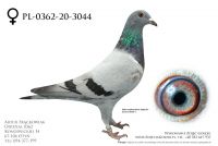 PL-0362-20-3044 - prawdopodobnie samica