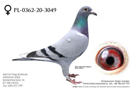 PL-0362-20-3049 - linia super lotników Will Falco Ebben x Ad Schaerlaeckens