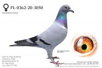 PL-0362-20-3050 - Ebben, Schaerlackens, Geerinckx