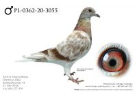 PL-0362-20-3055 - prawdopodobnie samiec