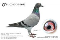 PL-0362-20-3059 - prawdopodobnie samczyk