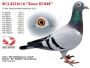 PL-0362-20-3088 - Marcel Wouters x Johan Donkers linia 972 - 11x1 konk