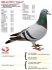PL-0362-20-3088 - Marcel Wouters x Johan Donkers linia 972 - 11x1 konk
