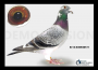 PL-0362-20-3088 - Marcel Wouters x Johan Donkers linia 972 - 11x1 konk