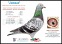 PL-0362-20-3088 - Marcel Wouters x Johan Donkers linia 972 - 11x1 konk