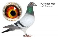 PL-0362-20-7727 org. A. Gasperowicz - Mistrz Polski gołębi Młodych 2018r