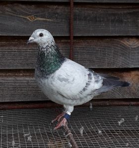 PL-0362-20-8920  2 konk na 4 wkładania  .  Wybitne Pochodzenie