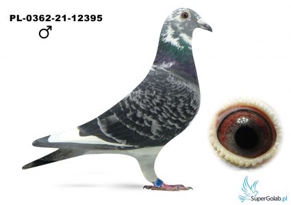 PL-0362-21-12395  Szczerbak Bolesław