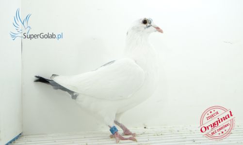 PL-0362-21-13062 Artur Frąckowiak