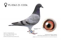 PL-0362-21-13336 - Inbred Abraham Rudi Diels
