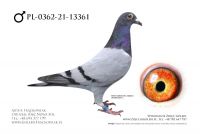 PL-0362-21-13361 - Linia Marcel Wouters