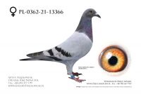 PL-0362-21-13366 - Linia Super Lotnika Van Loon