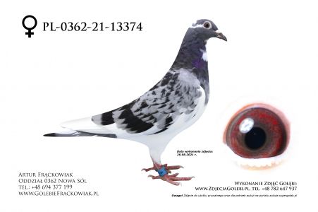 PL-0362-21-13374 - Marek Trzaska linia Vercammen