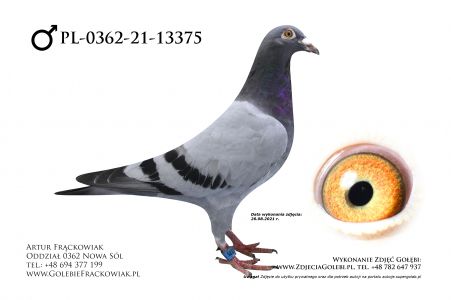 PL-0362-21-13375 - Marek Trzaska linia Vercammen