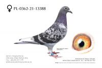 PL-0362-21-13388 - Wnuk Olympik Cecile !!!