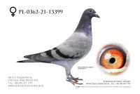PL-0362-21-13399 - 100% Hok Jos Vercammen