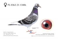 PL-0362-21-13406 - Abraham x Johan Donckers Top
