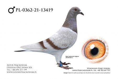 PL-0362-21-13419 - Inbred 