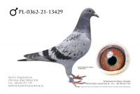 PL-0362-21-13429 - Linia 241 Super Ciemny Gaby Vandenabele !!!