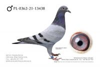 PL-0362-21-13438 - Inbred Exteem Marcel Wouters